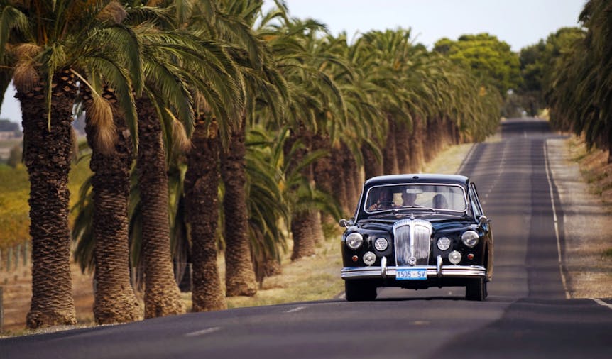 Avenue of Palms