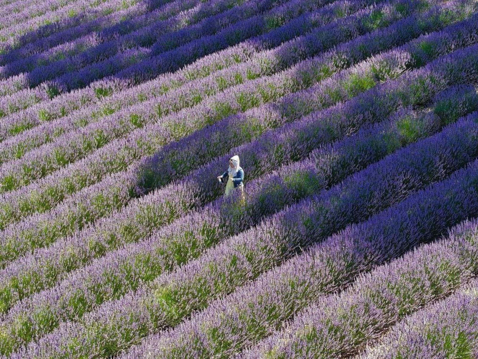 Hahndorf Lavender Estate Farm