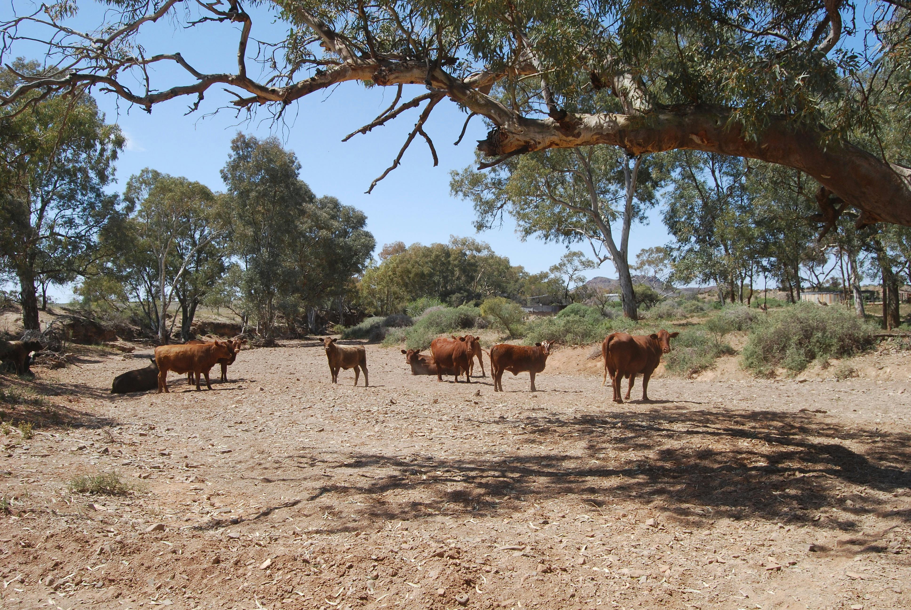 Flinders