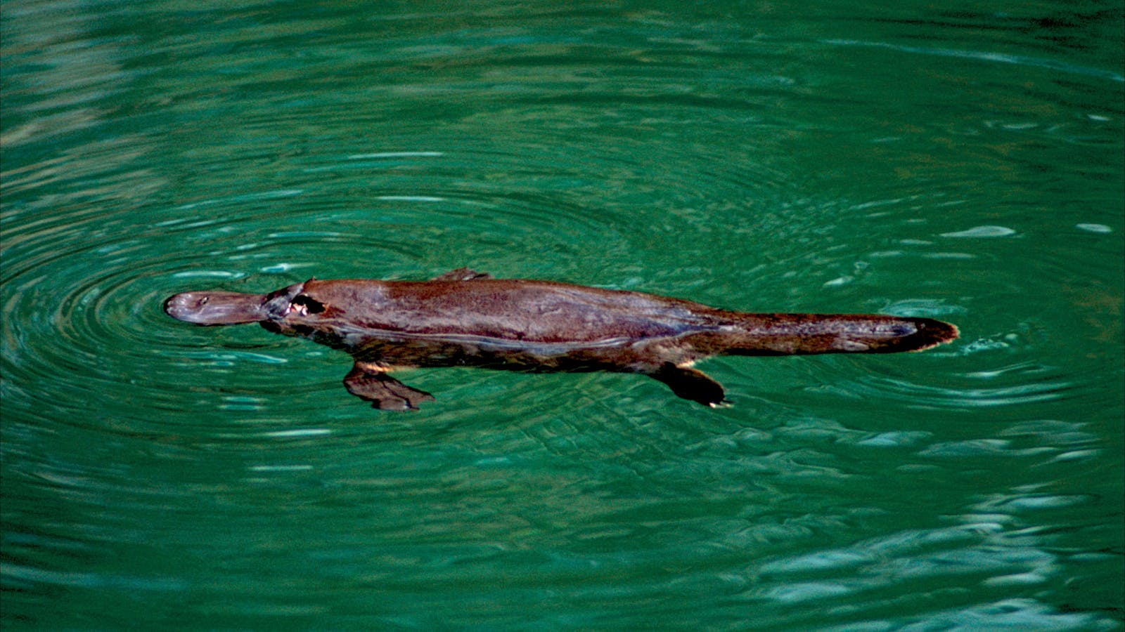 Follow the Platypus Trail