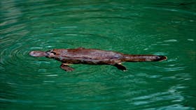 A platypus in the water
