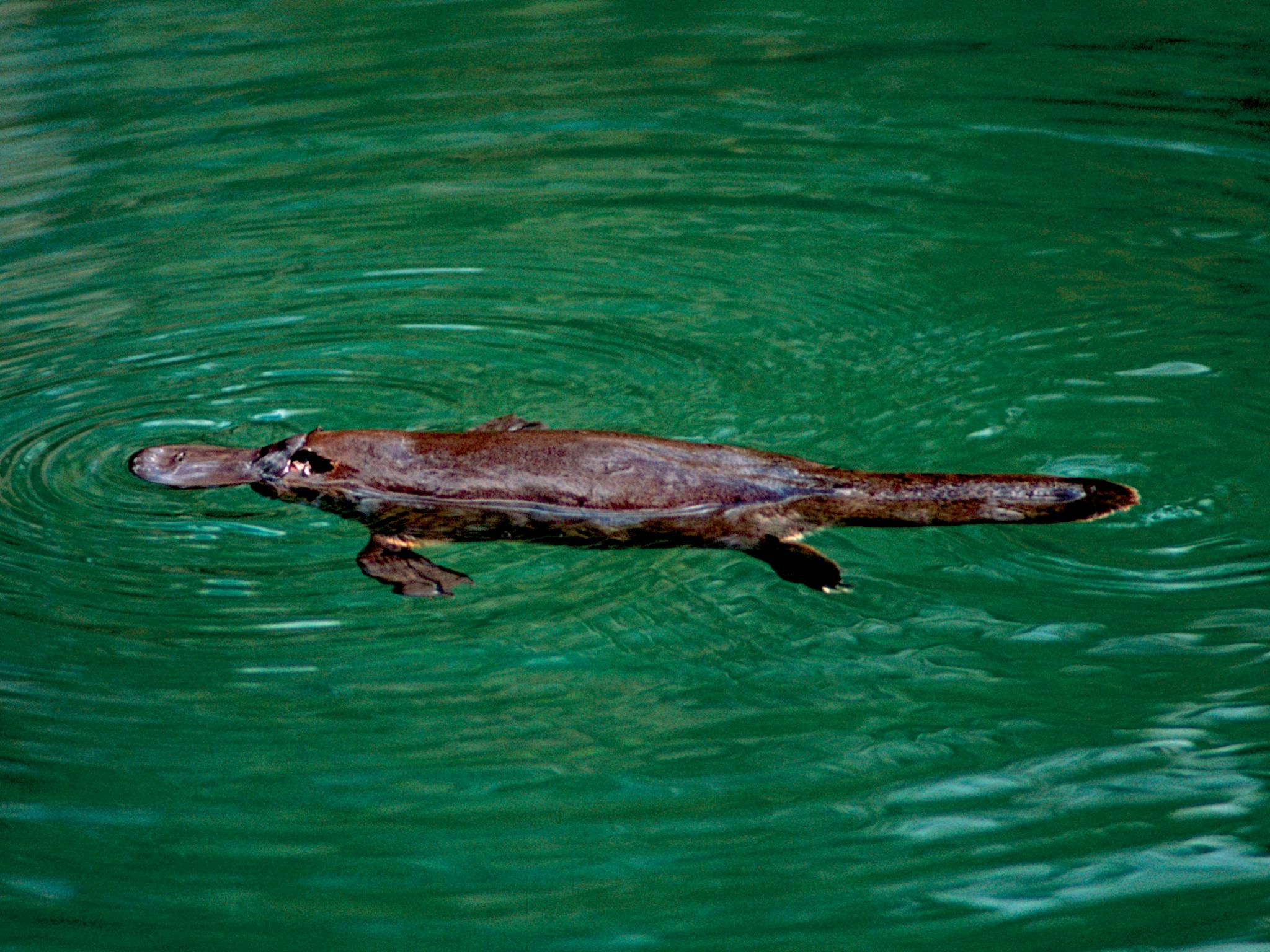 A platypus in the water A platypus in the water