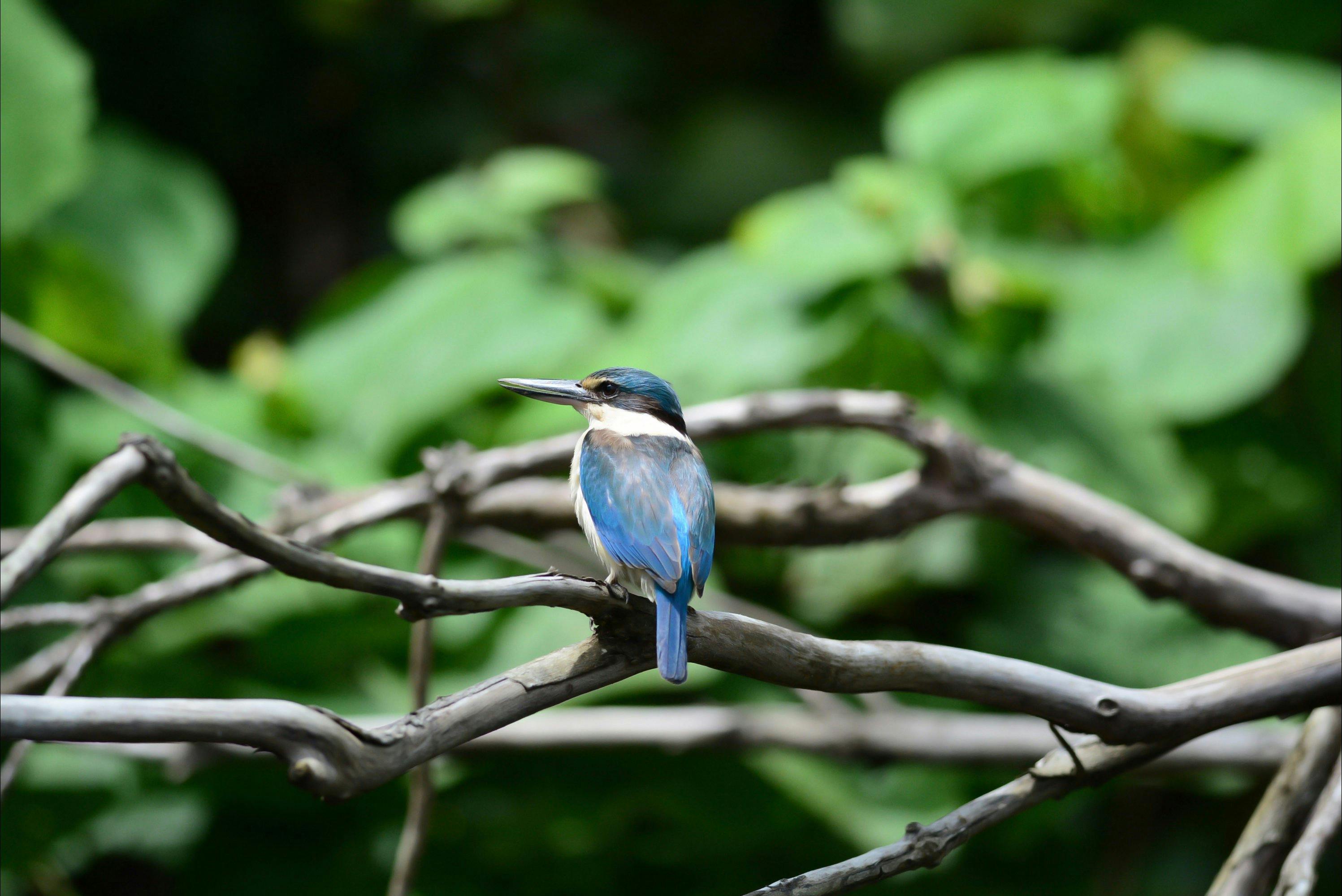 Forest Kingfisher