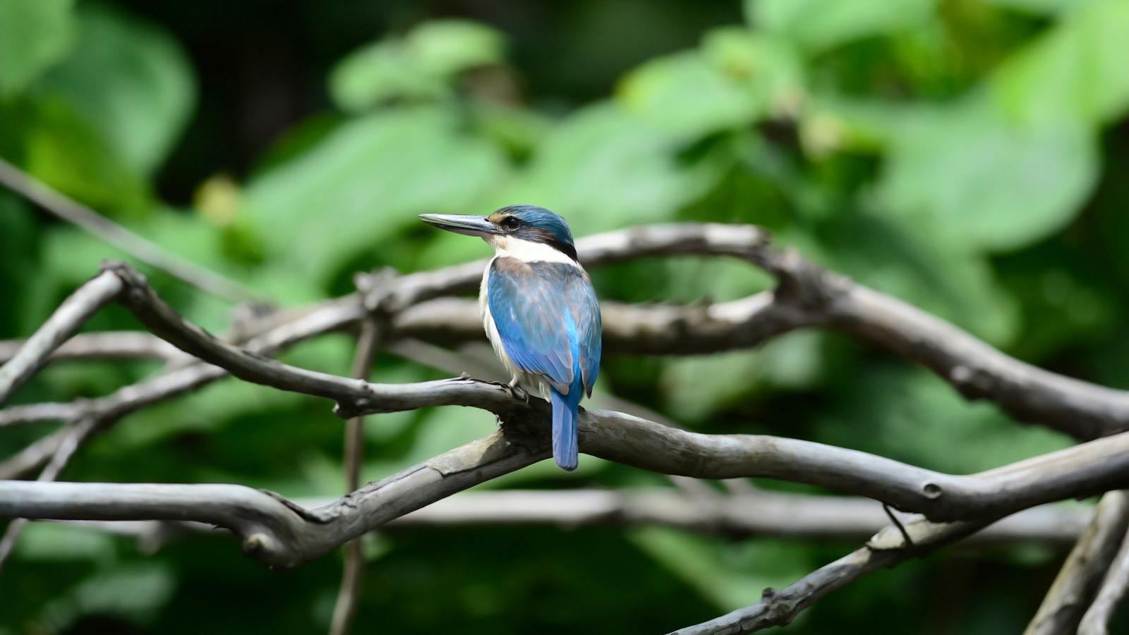 Forest Kingfisher