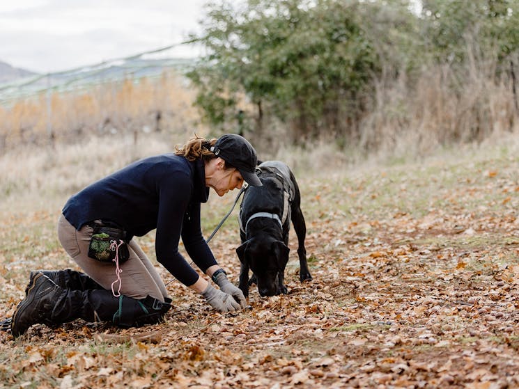 Teneka and Buddy searching for Black Truffles