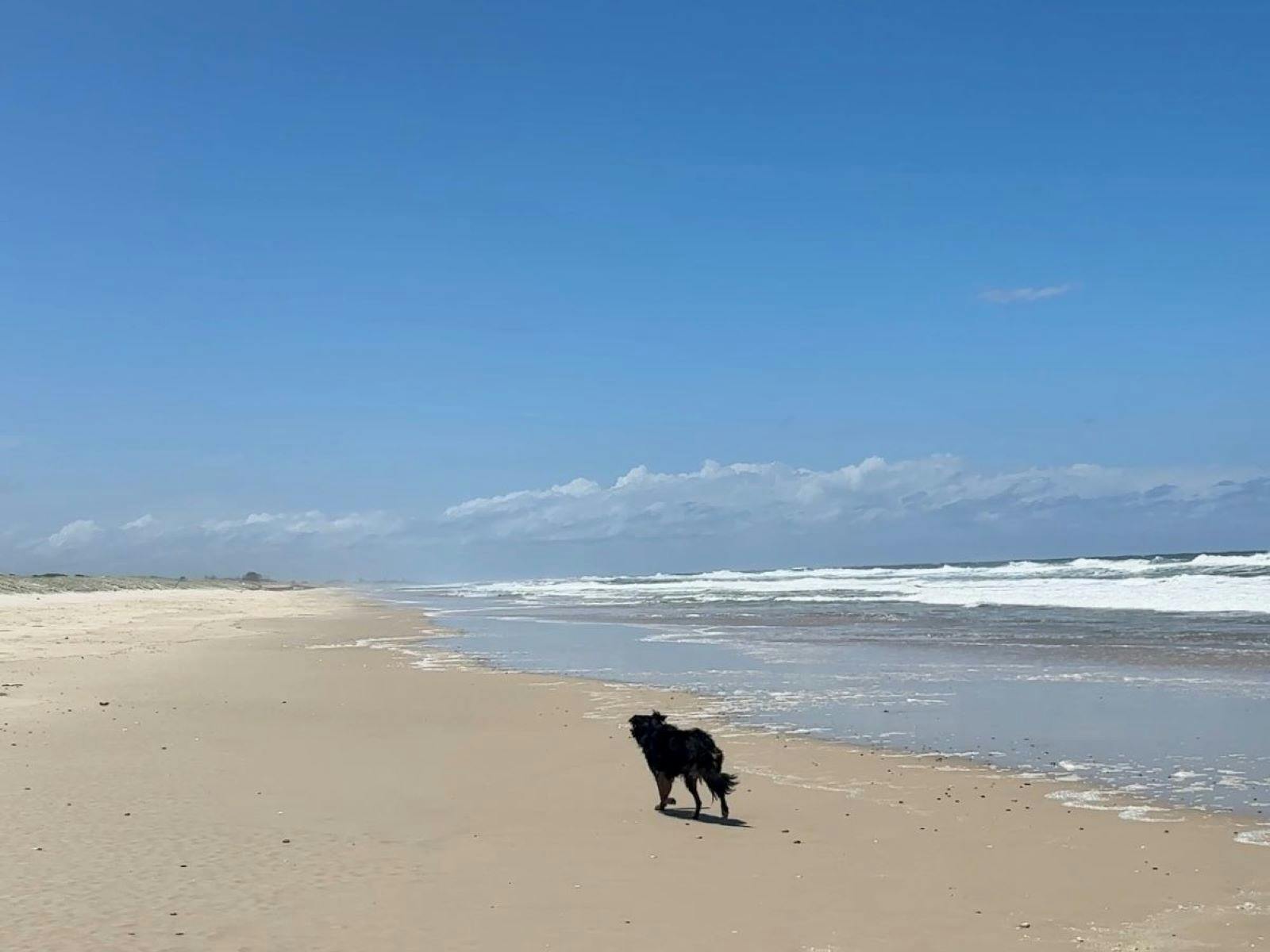 Patchs Beach Dog