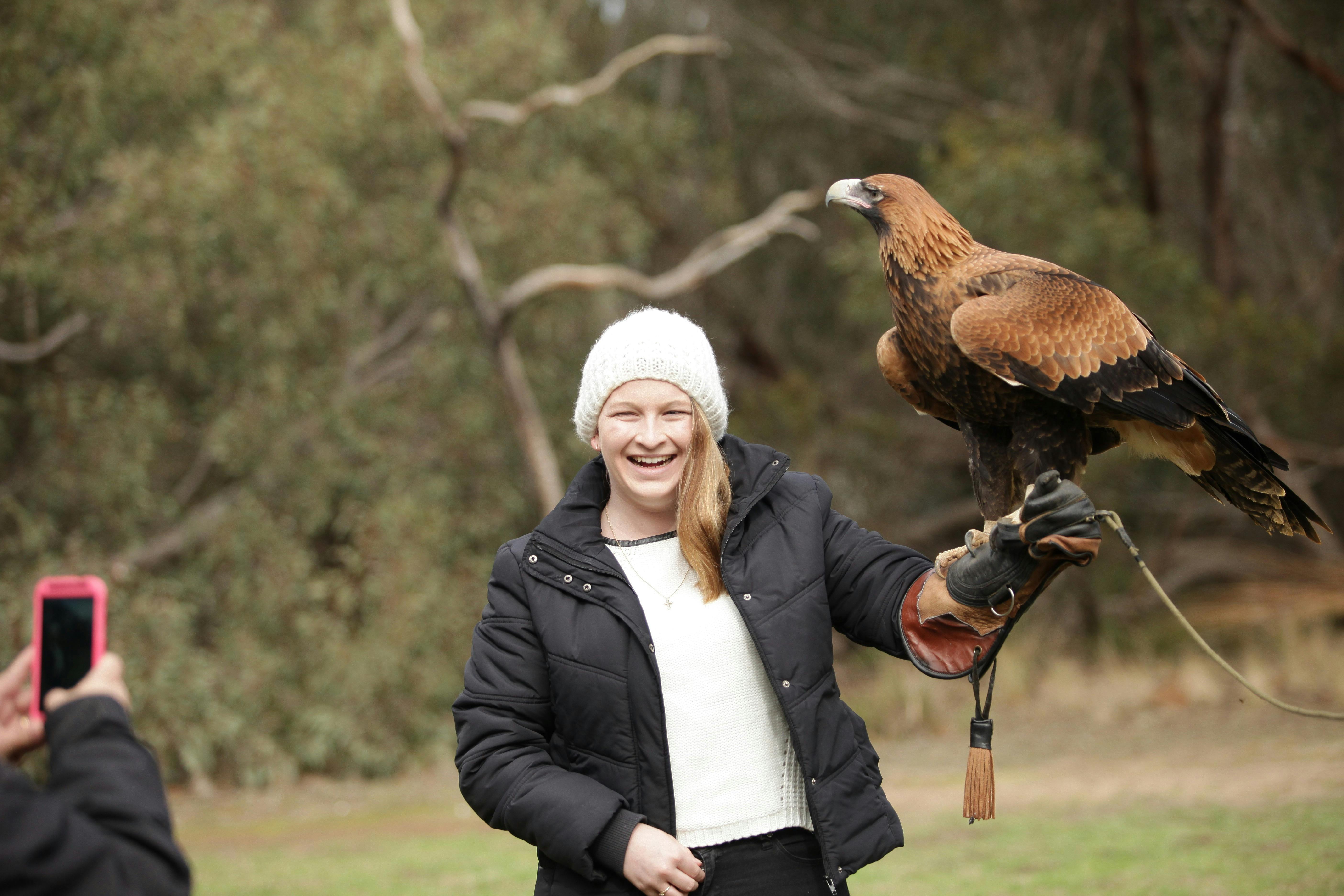 Hold an Eagle. Raptor Domain, Kangaroo Island. bird show. Birds of prey show