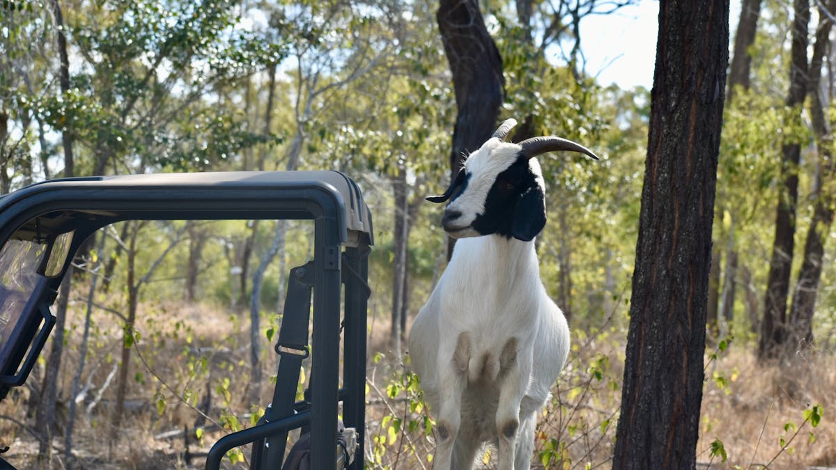 "Squirt" our goat