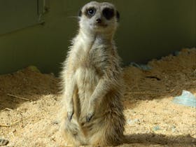 Darling Downs Zoo