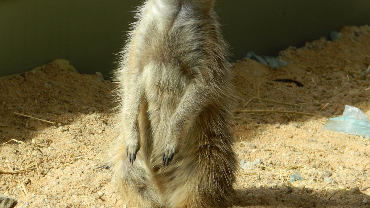 Meerkats