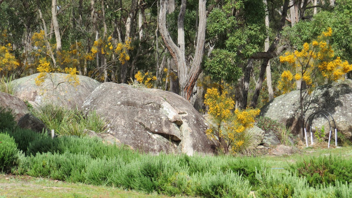 Enjoy the natural wattle and delightful Granite Belt country rock formations at Earth & Soul Retreat
