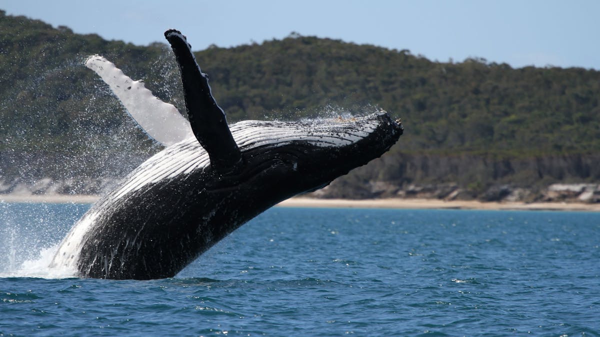 Guests love the breaching whale