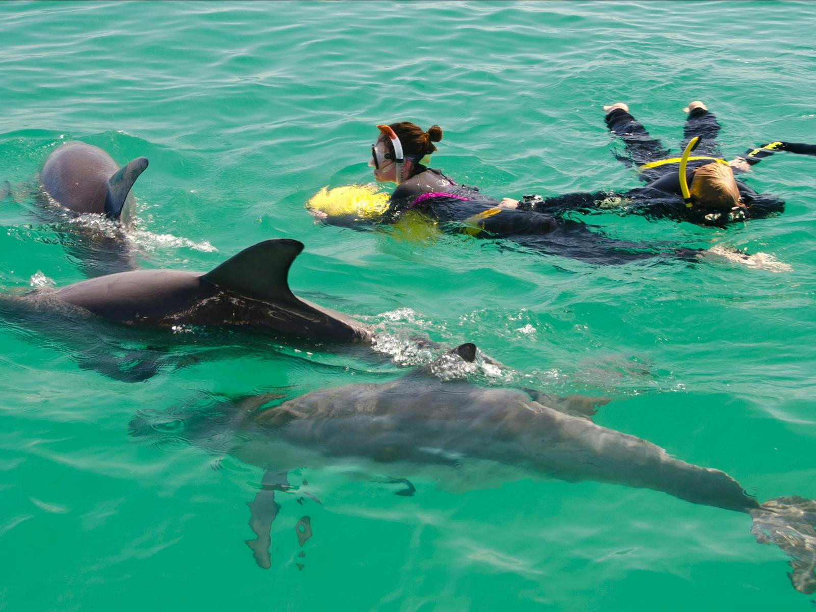 Rockingham Wild Encounters, Rockingham Beach, Western Australia