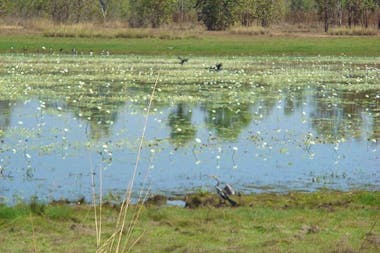 Leaning Tree Lagoon Nature Park