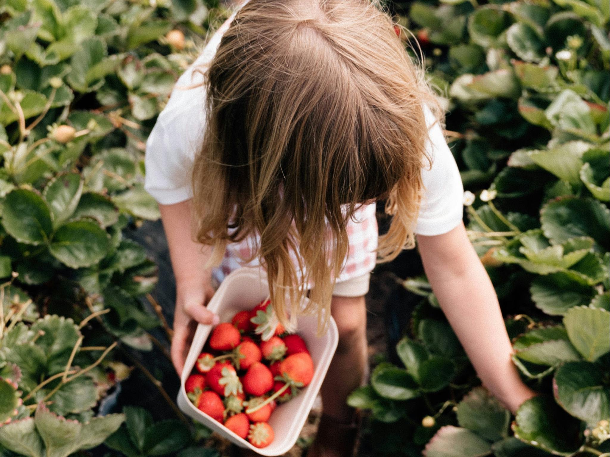 Strawberry Picking