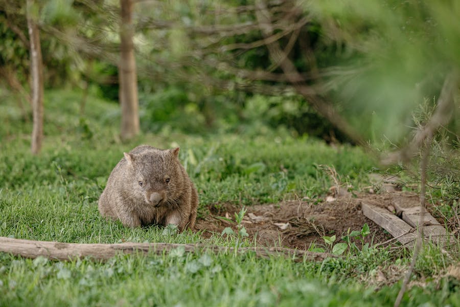 Wildlife