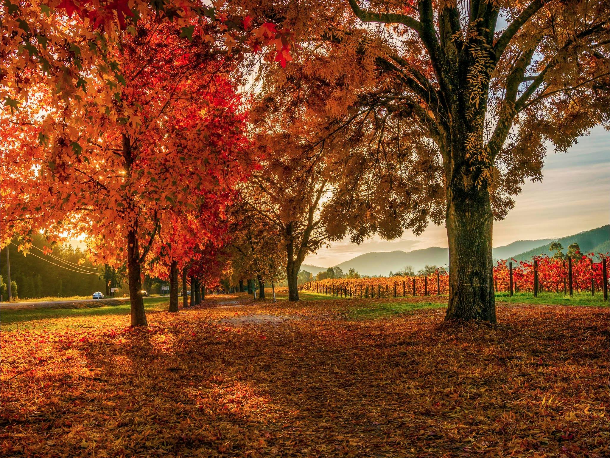 Autumn Colours along the Rail Trail