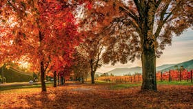 Autumn Colours along the Rail Trail