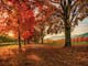 Autumn Colours along the Rail Trail