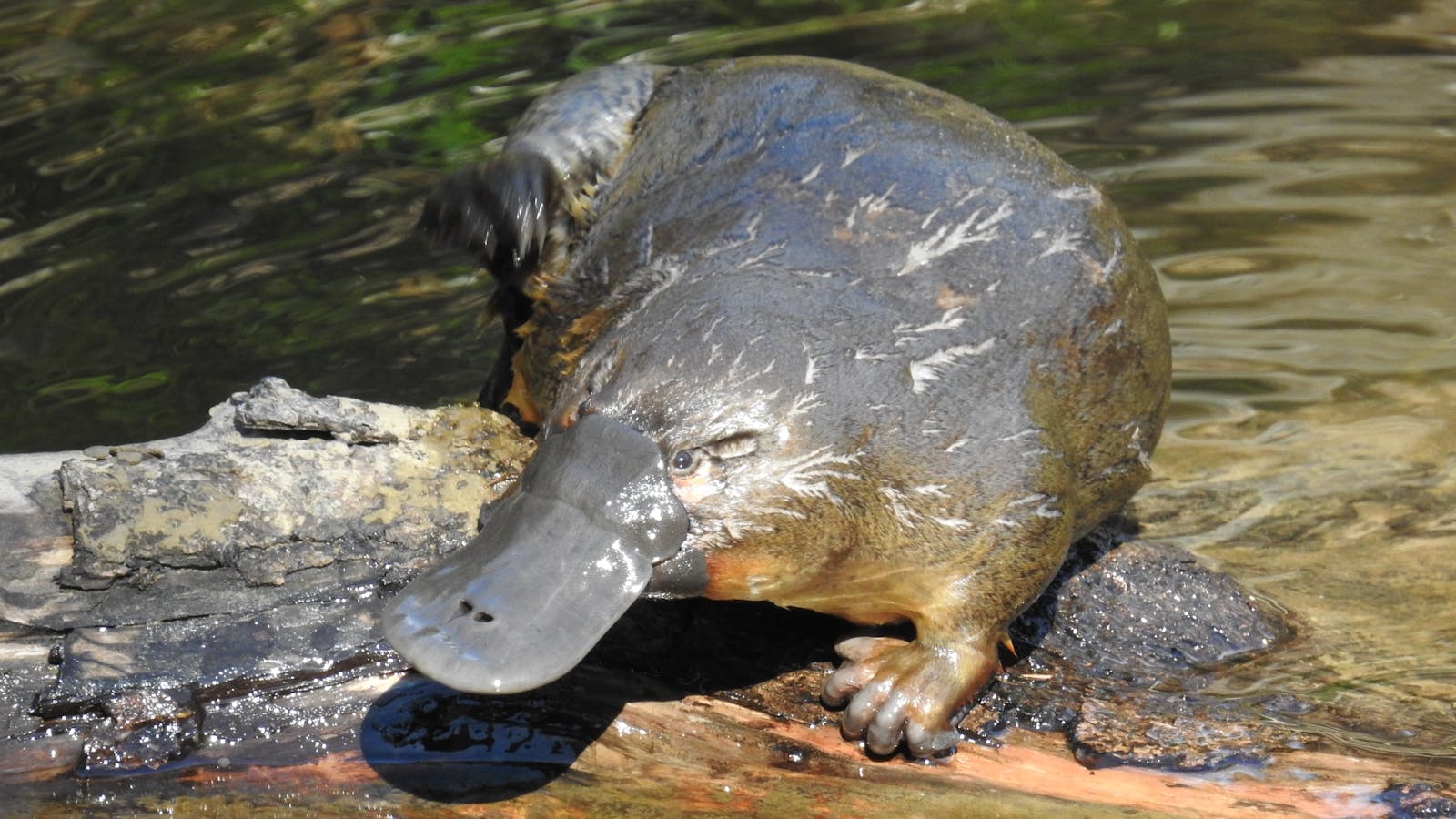 Platypus - Inala Nature Tours