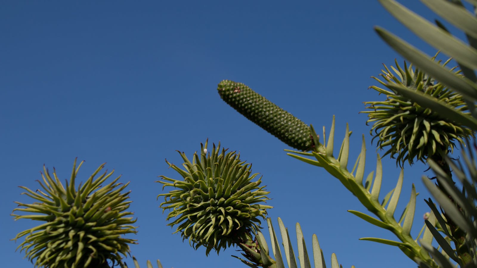 Inala Jurassic Garden