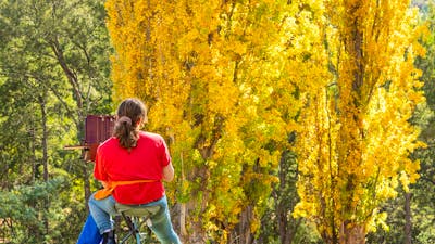 Artist painting poplars at Cotter Bend