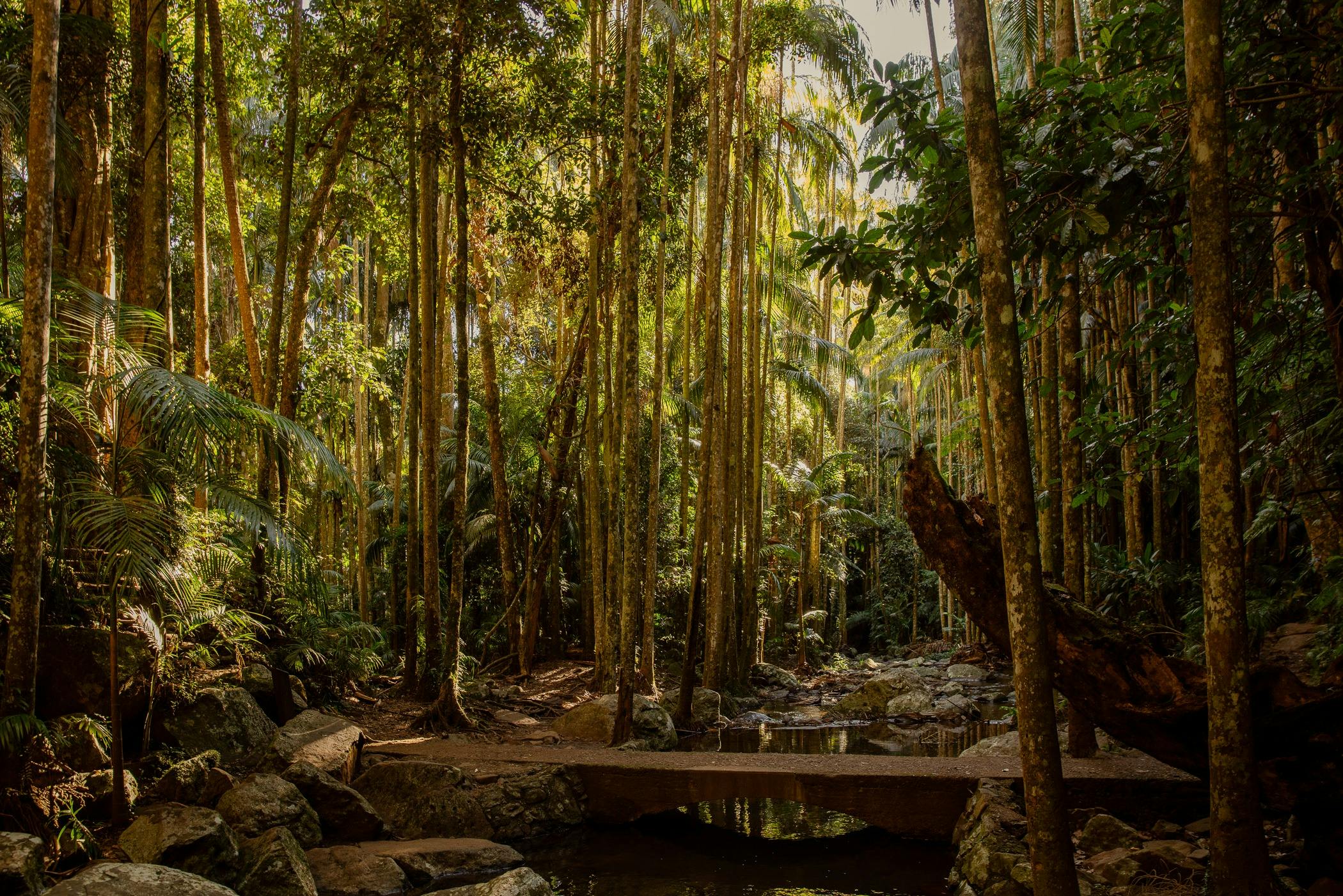 Rainforest walk on Tamborine Mountain
