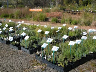 Goldfields Revegetation Native Nursery