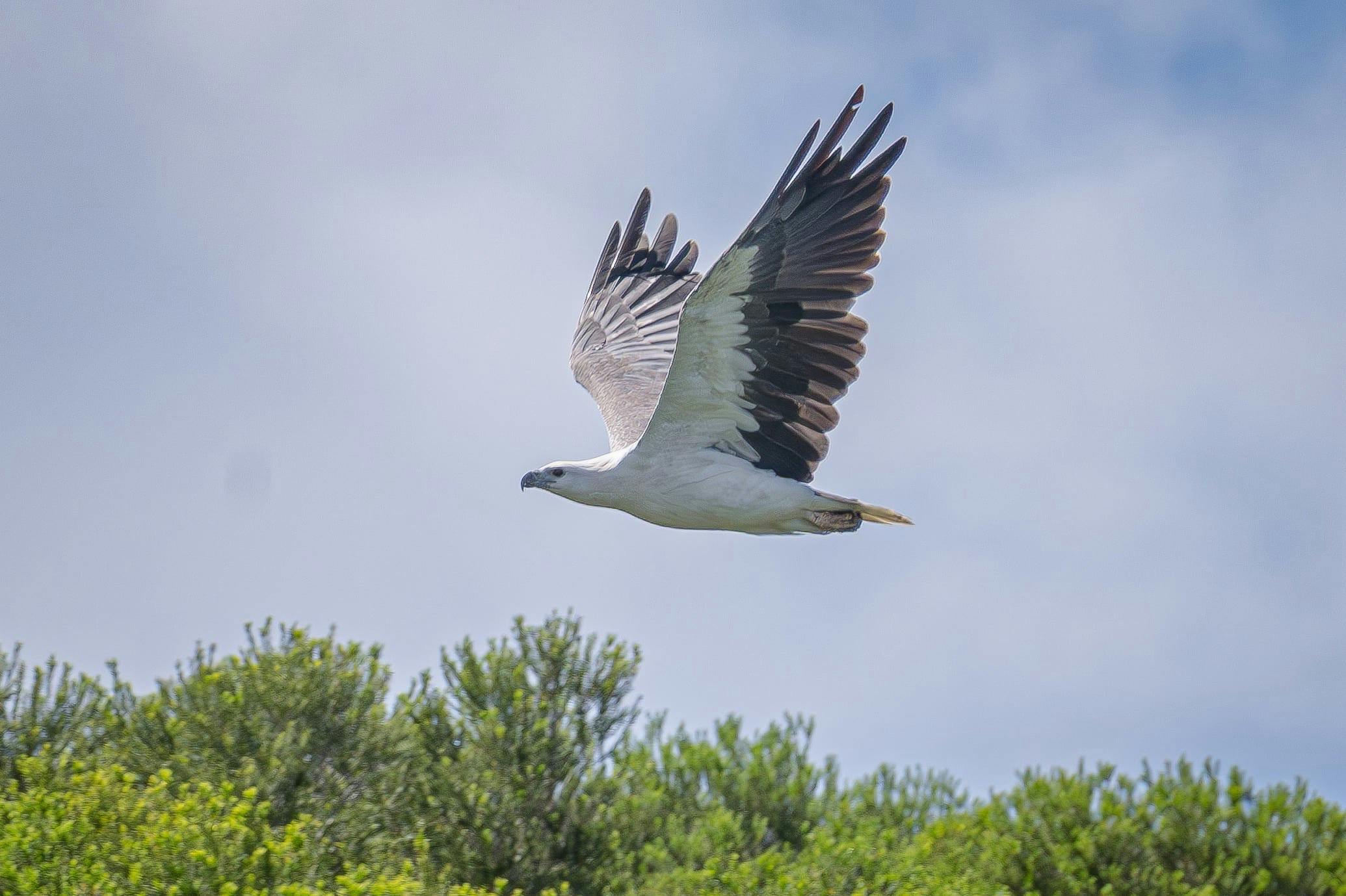 White Bellied Sea Eagle Eden
