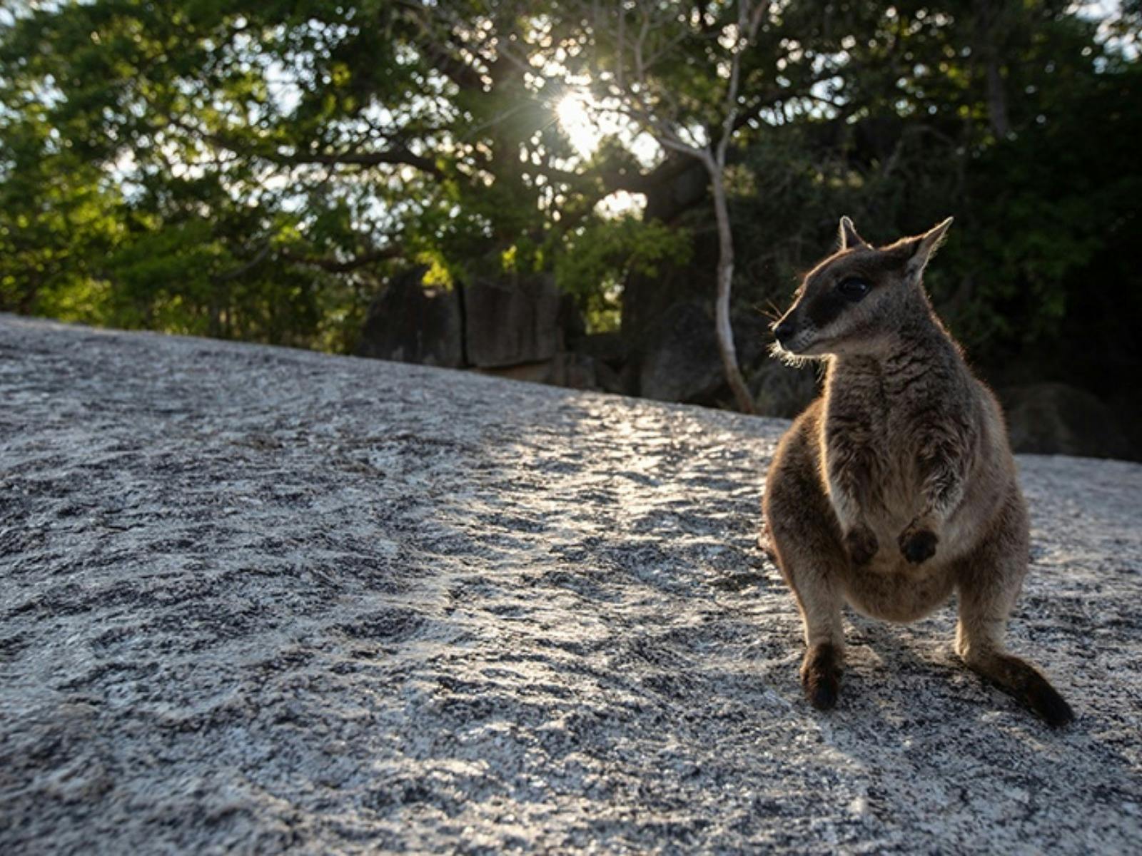 Rock Wallaby North Queensland