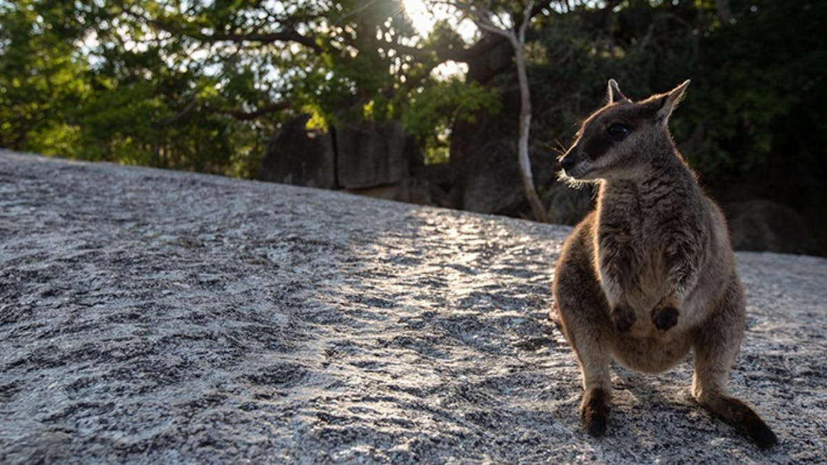 Rock Wallaby North Queensland