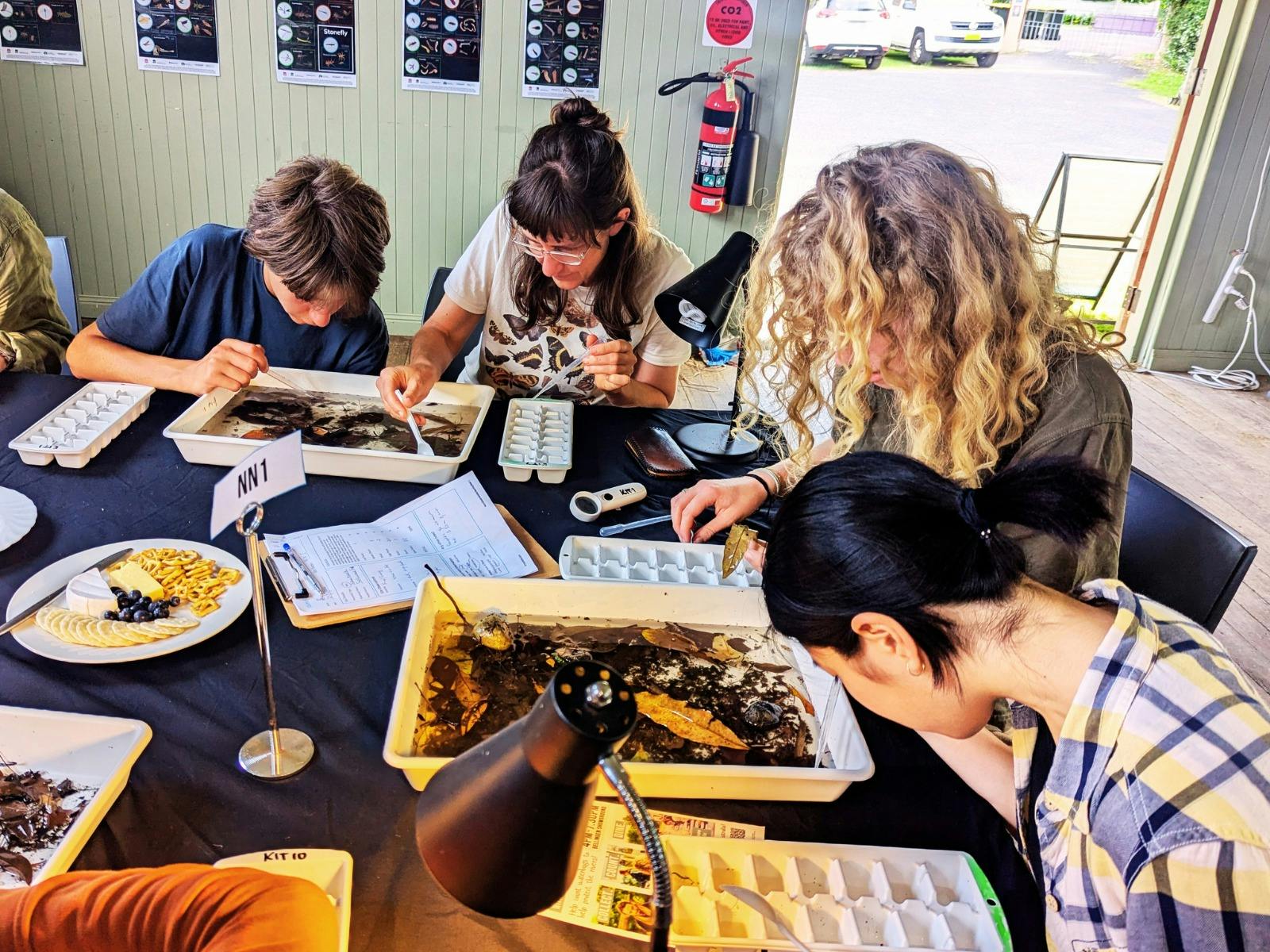 Participants identifying waterbugs