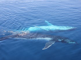 Two young whales, one belly up and one with a spotted flank alongside Freedom III