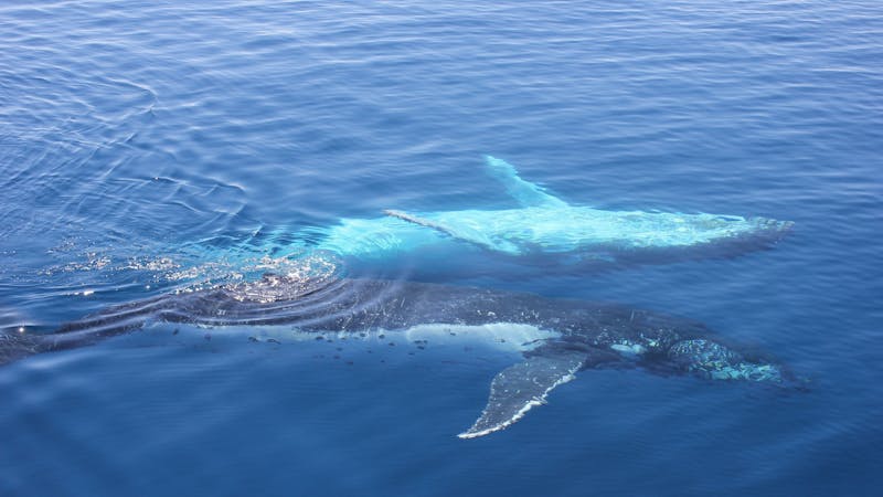 Freedom Whale Watch and Dive Charters