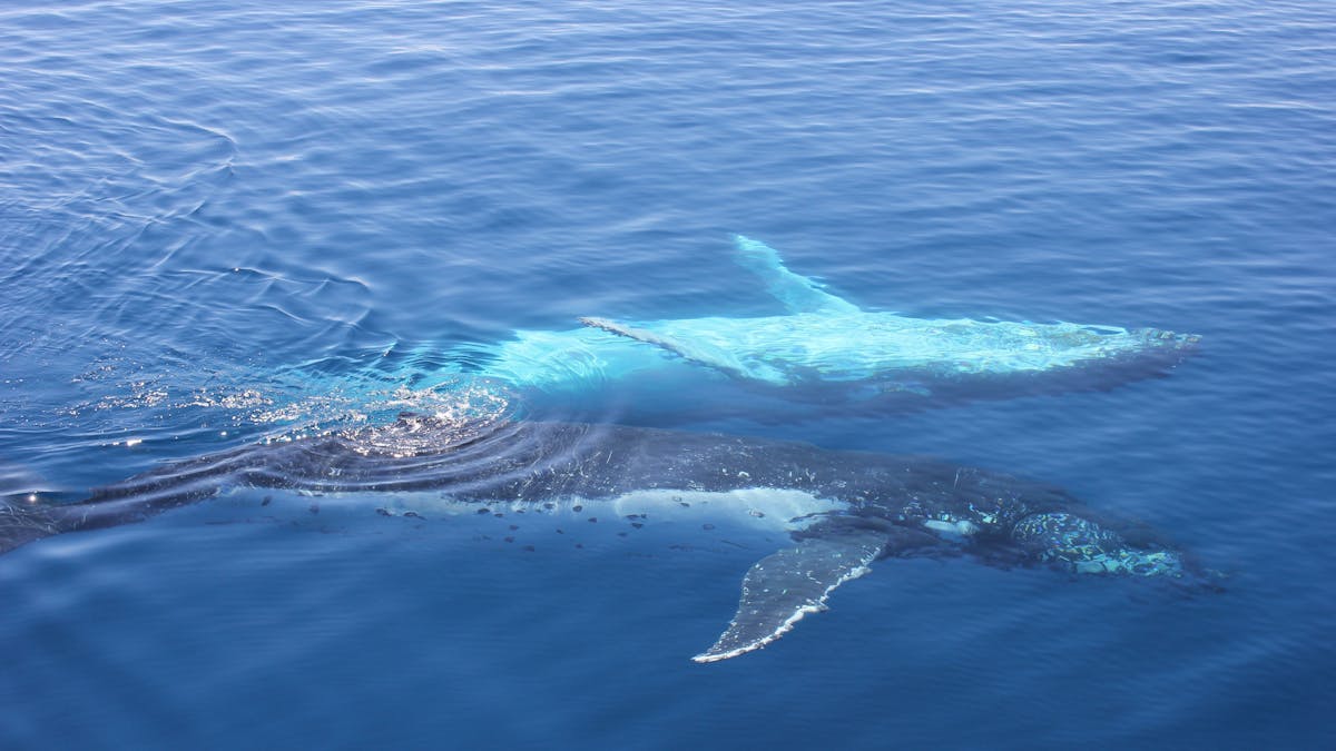 Two young whales, one belly up and one with a spotted flank alongside Freedom III
