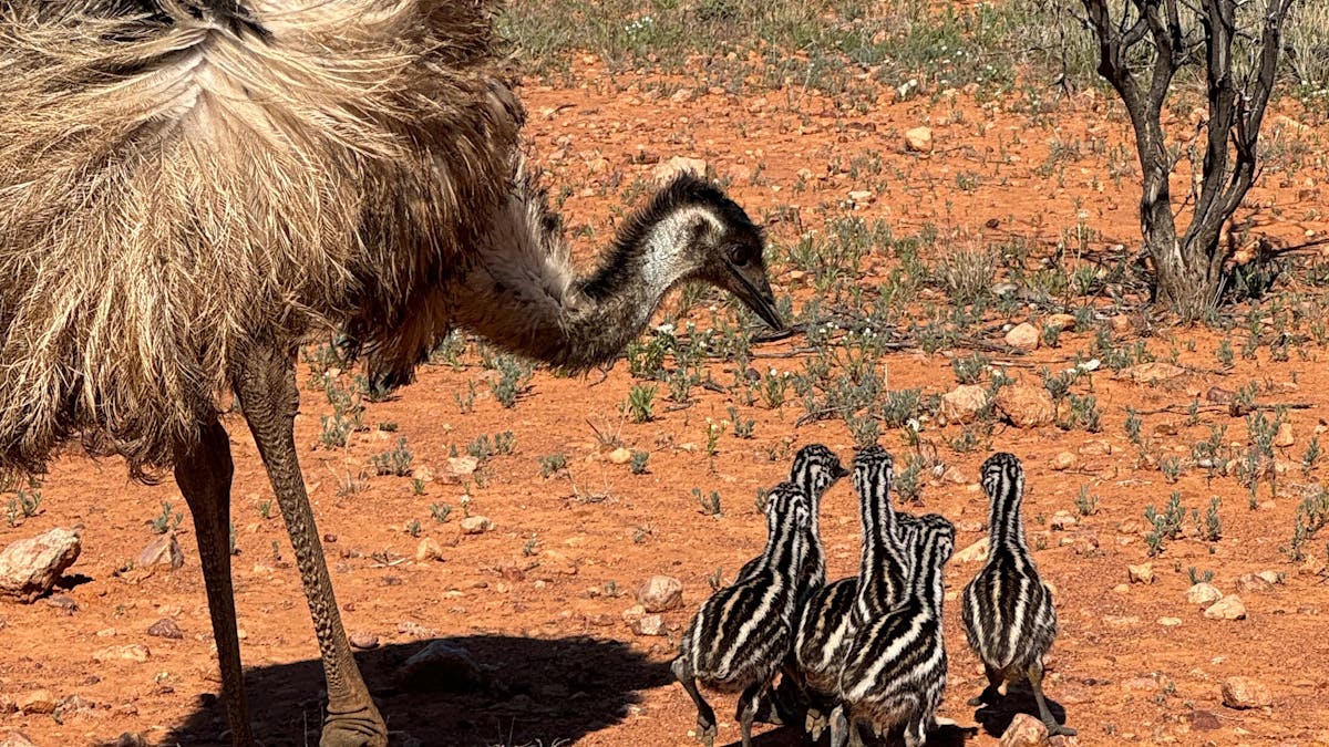 Baby emus
