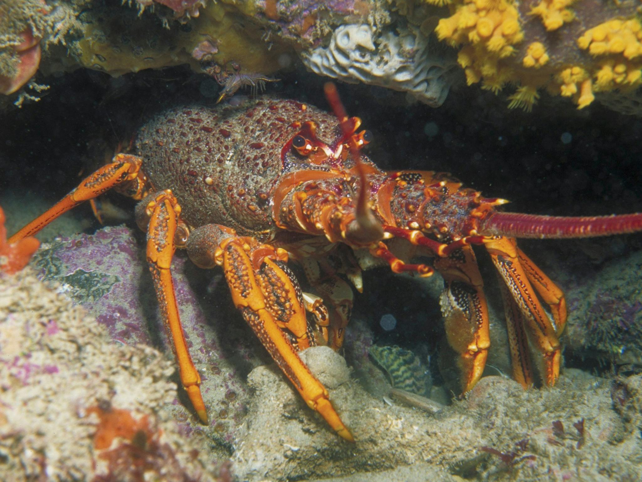 Eagle Rock Marine Sanctuary