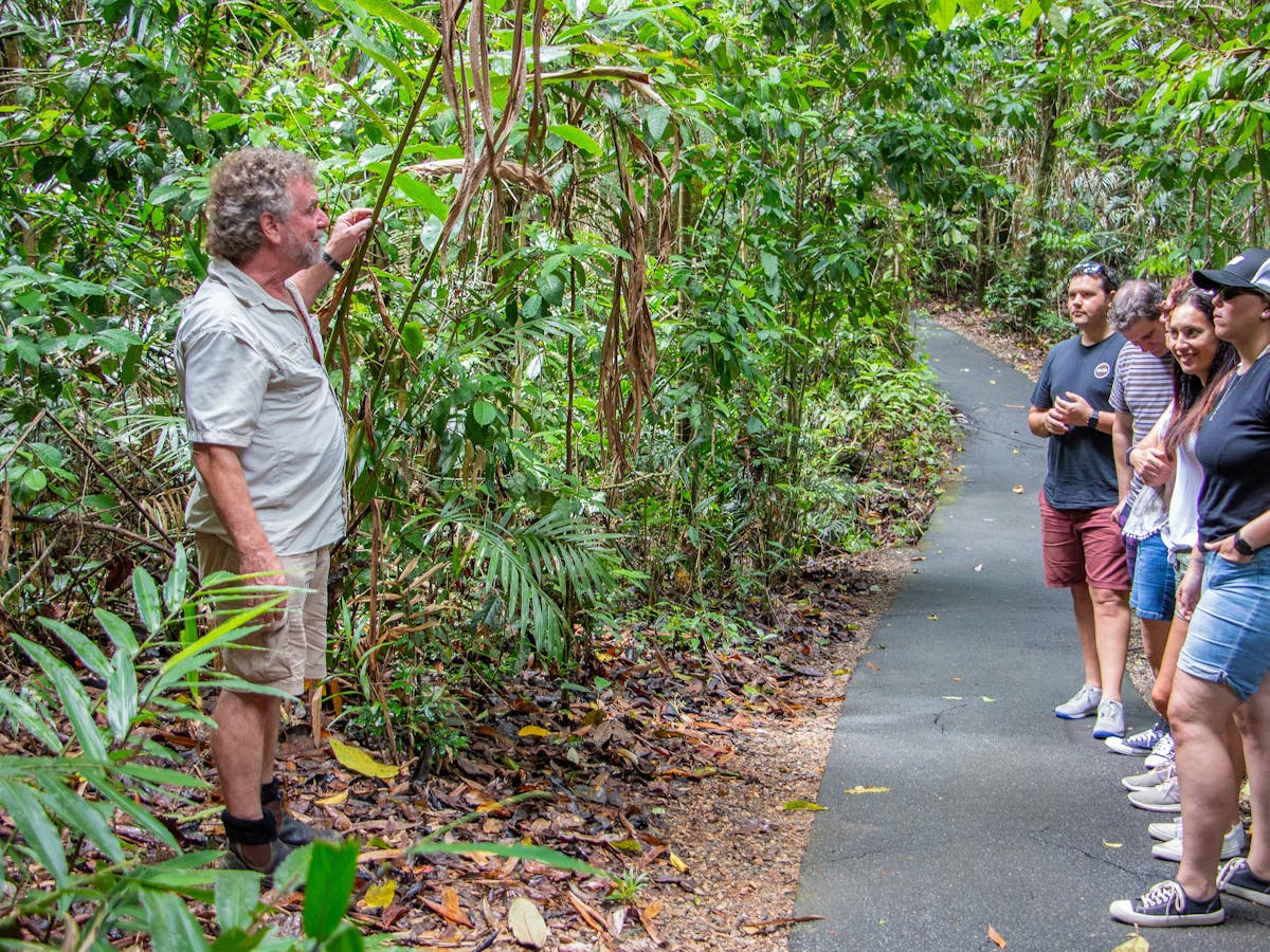 rainforest walk on wooroonooran safaris