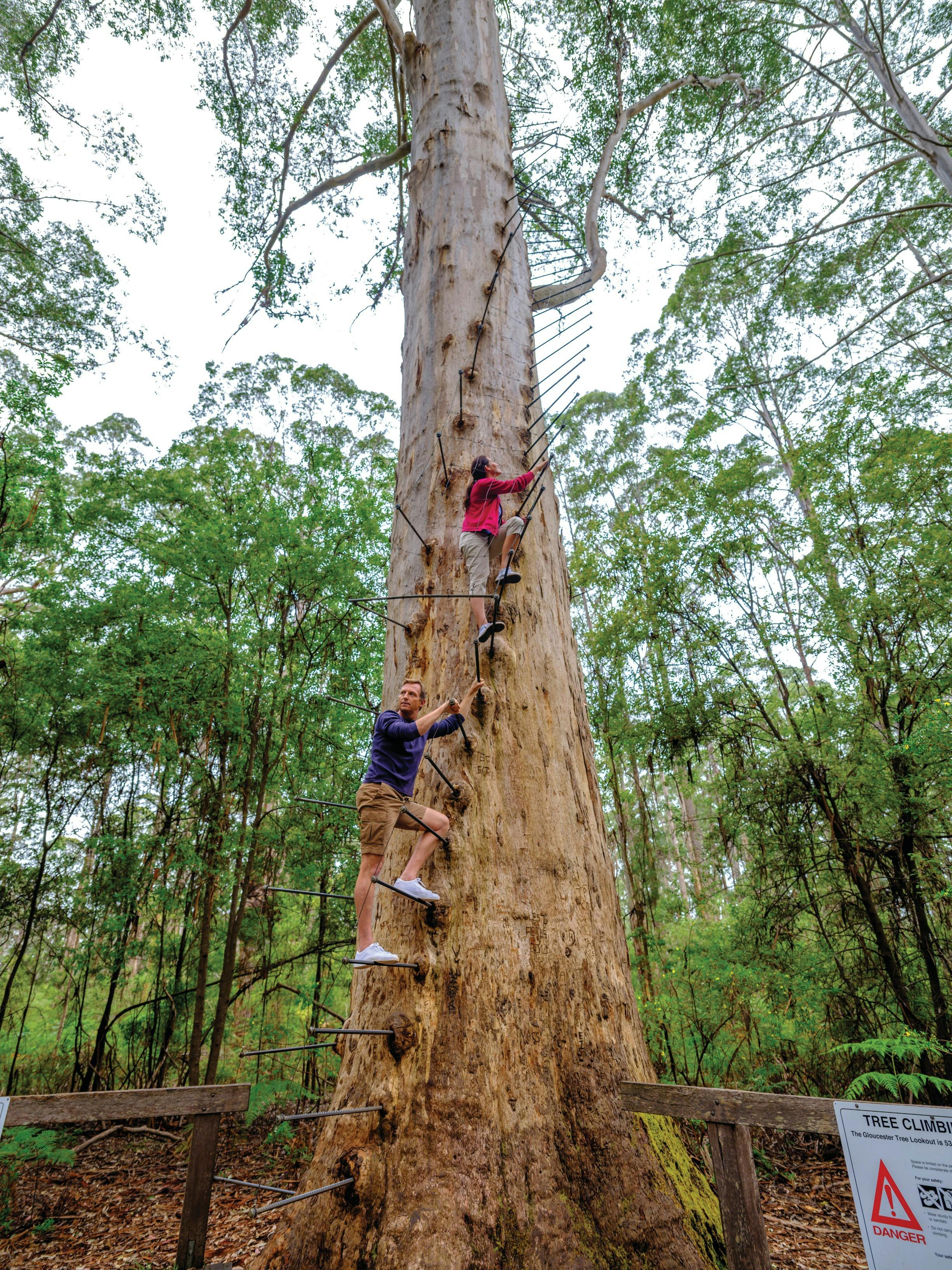 Gloucester Tree