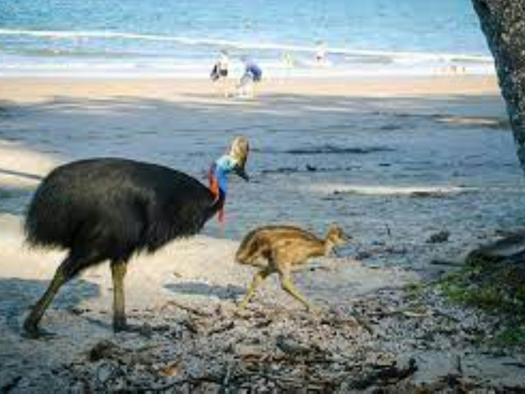 Southern Cassowary and Chick walking along the beach sightening on Park Experience
