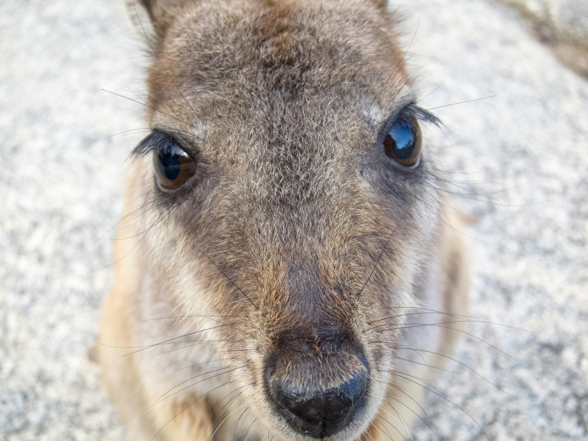 close up on rock wallaby face close up on rock wallaby face