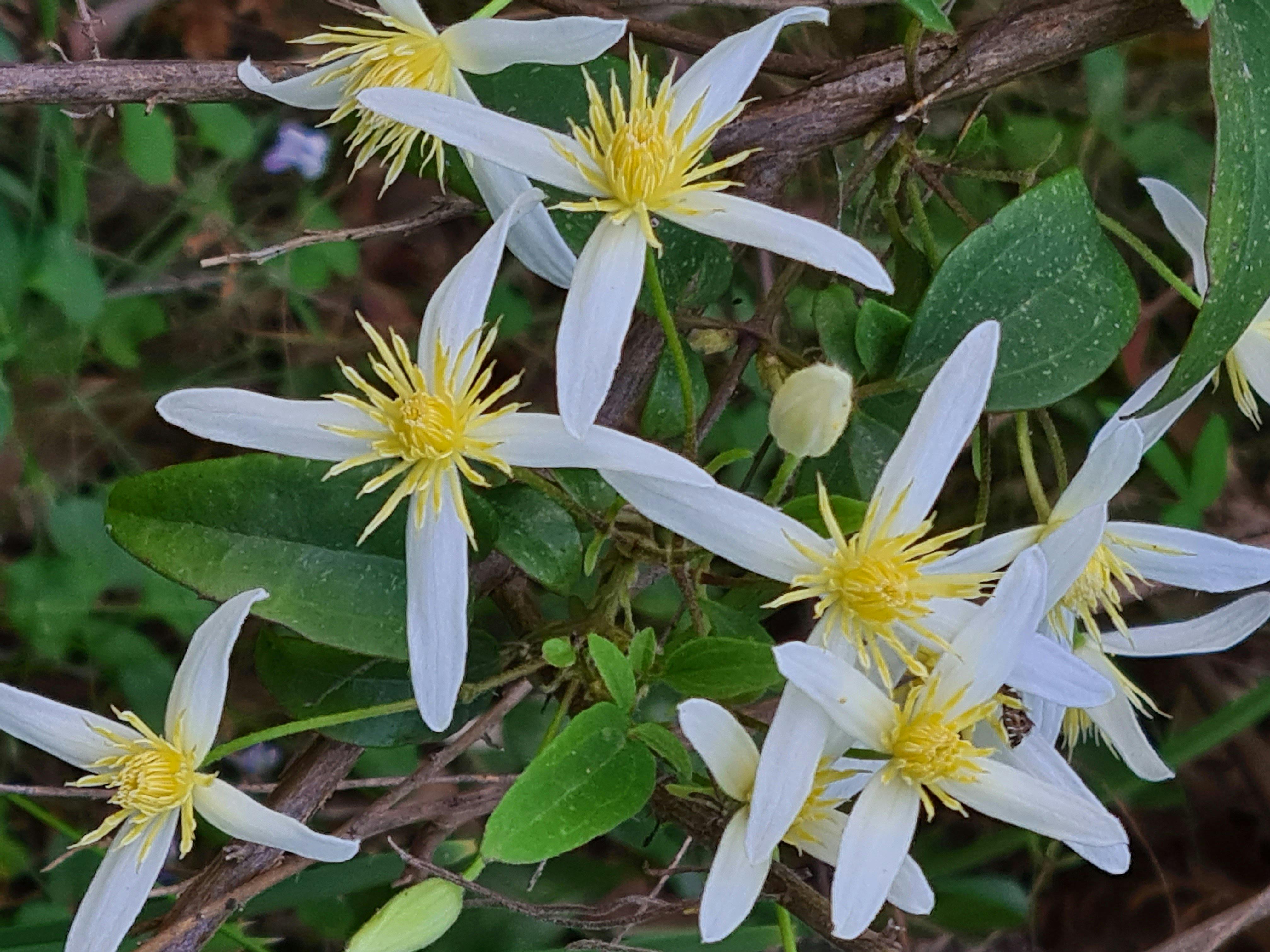 White wildflowers with yellow centres found around Mt Timbertop during summer.
