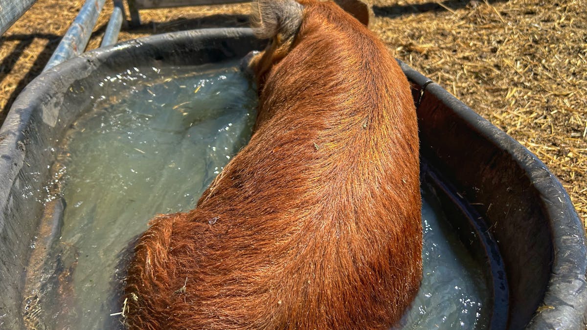 Pig