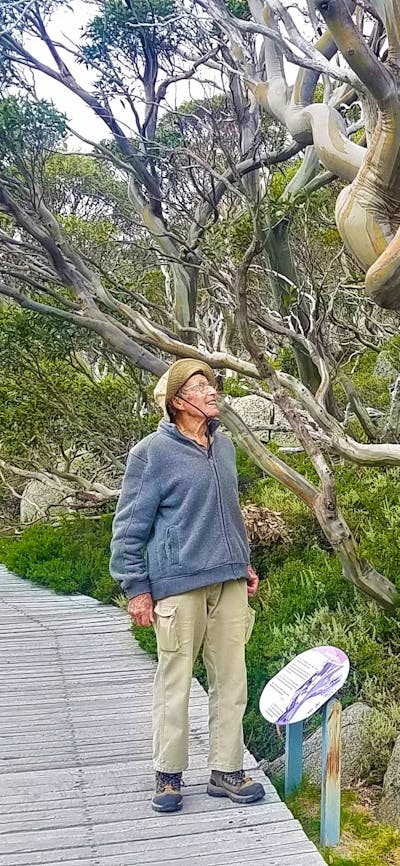 man on boardwalk looking at snowgum