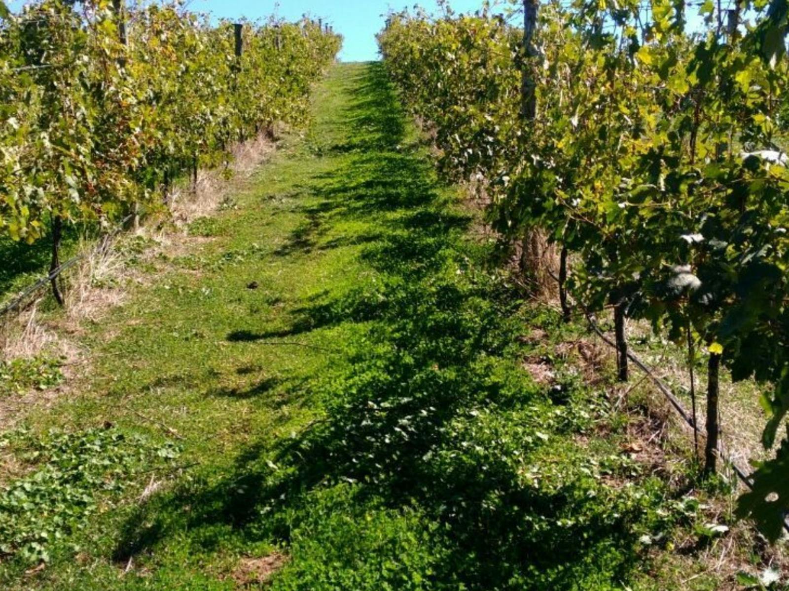 Vale Creek Vineyard - rows of vines