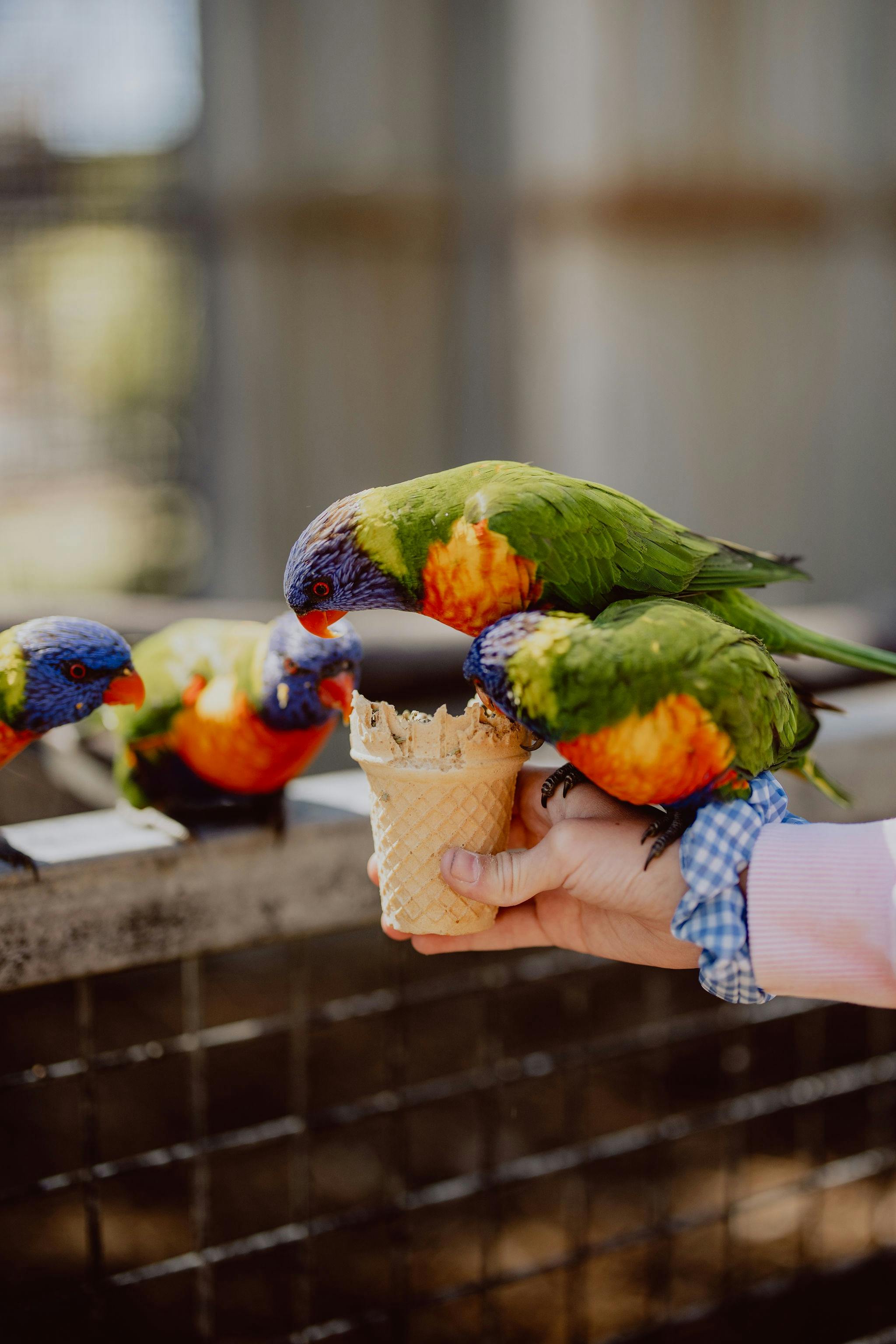 birds eating from your hand