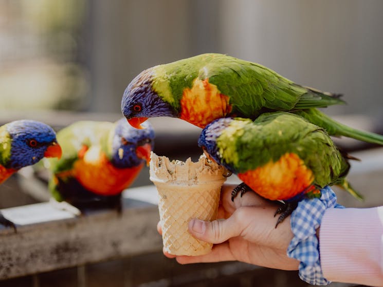 birds eating from your hand