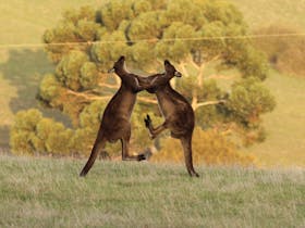 A couple of buck Kangaroos sorting out who is boss