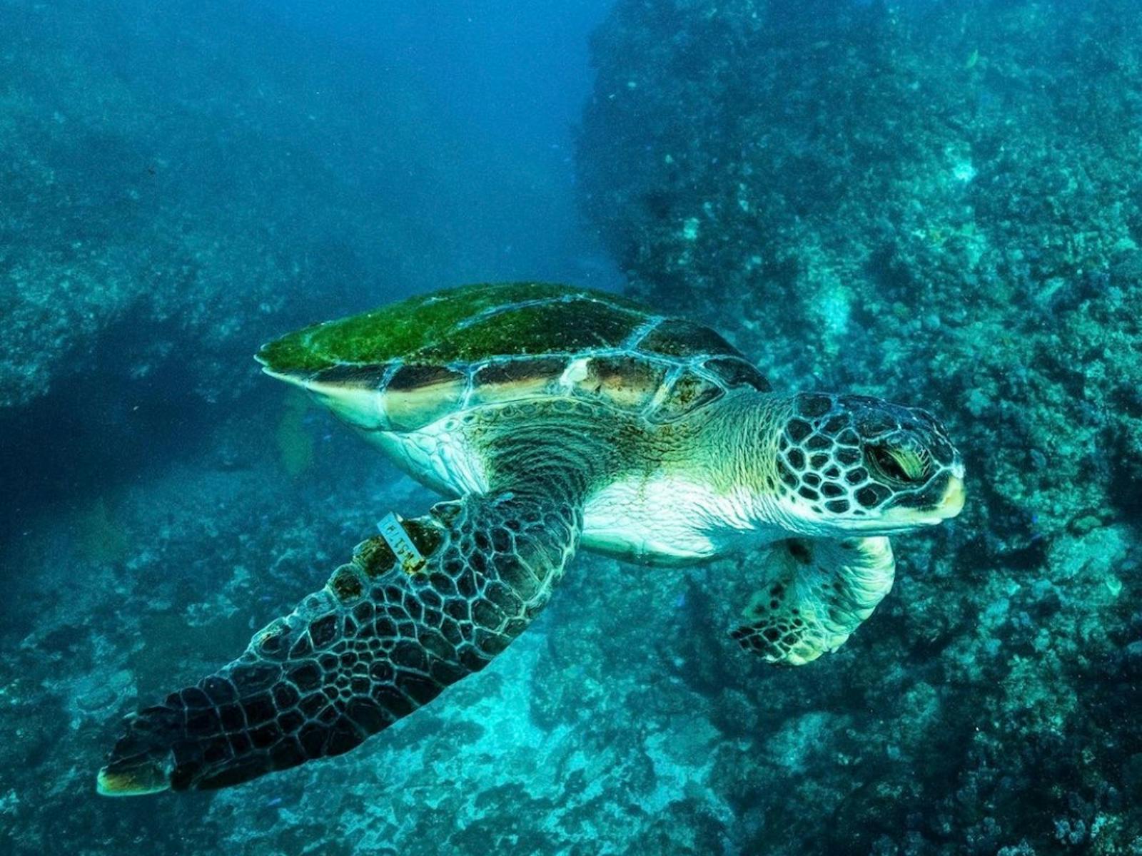 Turtle
