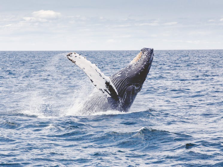 Humpback Whale